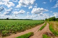 Clouds on a blue sky blue over a country road in a corn field on a sunny summer day Royalty Free Stock Photo