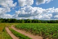 Clouds on a blue sky blue over a country road in a corn field on a sunny summer day Royalty Free Stock Photo