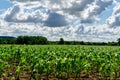 Clouds on a blue sky blue over a country road in a corn field on a sunny summer day Royalty Free Stock Photo