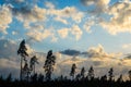 Clouds in blue sky over the silhouette of pine forest at sunset Royalty Free Stock Photo