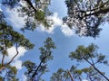 Clouds in the blue sky and view tree. Royalty Free Stock Photo