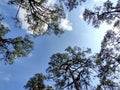 Clouds in the blue sky and view tree. Royalty Free Stock Photo