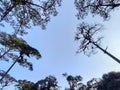 Clouds in the blue sky and view tree. Royalty Free Stock Photo