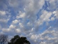 While clouds blue skye India tree