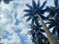 Clouds and coconut trees Royalty Free Stock Photo