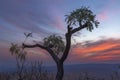 Clouds colored red before th sun rise beind cabbage tree Royalty Free Stock Photo