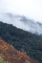 Clouds covering some mountains, with trees in the foreground