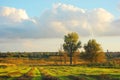 Clouds in the evening sunny sky over the meadow with beveled hay in lines, poplars and countryside Royalty Free Stock Photo