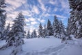 Clouds are floating in the blue sky above snow-covered spruce forest Royalty Free Stock Photo