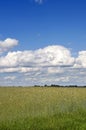 Clouds and green crop field