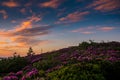 Clouds Lit by Daybreak Over a Rhododendron Bloom Royalty Free Stock Photo