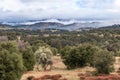 Clouds and mist over rolling hills in spring time with pear tree in bloom, coastal live oaks and buckwheat in Julian Royalty Free Stock Photo