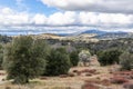 Clouds and mist over rolling hills in spring time with pear tree in bloom, coastal live oaks and buckwheat in Julian California Royalty Free Stock Photo