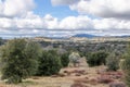 Clouds and mist over rolling hills in spring time with pear tree in bloom, coastal live oaks and buckwheat in Julian Royalty Free Stock Photo