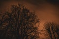 Clouds moving quickly over a dramatic night sky behind trees Royalty Free Stock Photo