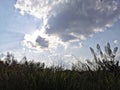 Clouds obscuring the afternoon sun shining through the grass