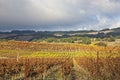 Clouds over beautiful yellow vineyard landscape Royalty Free Stock Photo