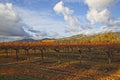 Clouds over beautiful yellow vineyard landscape Royalty Free Stock Photo