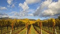 Clouds over beautiful yellow vineyard landscape Royalty Free Stock Photo