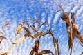 Clouds over corn field Royalty Free Stock Photo