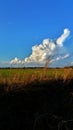 Clouds over rice field