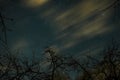 Clouds passing in the moon light by over a forest and on a night sky full of stars Royalty Free Stock Photo