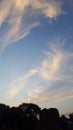 Clouds picture with dark green trees