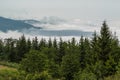 Clouds and the pines forest