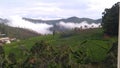 Clouds rising up in Tea Estate Royalty Free Stock Photo