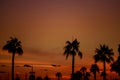 Clouds with silhouetted palm trees on horizon at sunset Royalty Free Stock Photo