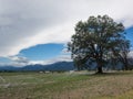 Clouds, sky, field and tree Royalty Free Stock Photo