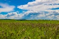 clouds in the sky are floating over the field Royalty Free Stock Photo