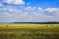 Clouds in the sky and the light of the sun on a field with beveled hay, harvested in the rolls on a clear summer day in August. Royalty Free Stock Photo