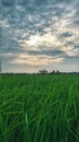 Clouds, sun , sky ,wind ,trees Royalty Free Stock Photo