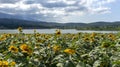 Clouds Sunrays Sunflowers Fields Kestel Bursa Turkey Royalty Free Stock Photo