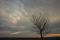 Clouds after sunset and the silhouette of a tree without leaves Royalty Free Stock Photo