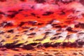 Clouds on sunset sky colorful painting Royalty Free Stock Photo