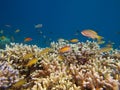 Clouds of threadfin and dispar anthias above Acropora coral