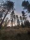 Clouds in the trees