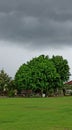 Cloudy above the tree