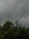 cloudy atmosphere and dense trees