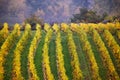 Cloudy autumn in Wachau valley Royalty Free Stock Photo