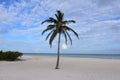 Cloudy and blue skies in Aruba with a palm tree Royalty Free Stock Photo