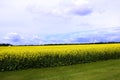 Cloudy Blue skies over Field of Manitoba Canola Royalty Free Stock Photo