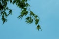 Cloudy blue sky with green bamboo long and sharp leaves or leaf Royalty Free Stock Photo