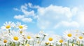 Cloudy blue sky landscape and daisy spring flowers background Royalty Free Stock Photo