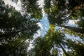 Cloudy Blue Sky Through Thick Pine Canopy Royalty Free Stock Photo