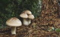 Cloudy clitocybe, Clitocybe nebularis mushrooms Royalty Free Stock Photo