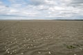 A cloudy coastal scene with seashells scattered across the sandy beach during low tide Royalty Free Stock Photo