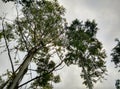 Cold tree sky gray